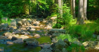 Ormanda akan akarsu. Boş zaman aktivitesi. Nehir, yeşillik. Dağ nehri, vahşi doğa manzarası. Yakın plan. Statik çekim. Güneşli bir yaz günü. Sabahları yeşil yemyeşil ormanlık. Büyüleyici akış