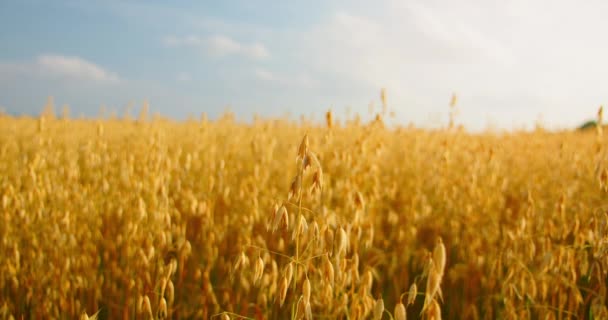 Großaufnahme Von Reifen Goldenen Ähren Hafer Schwankt Leichten Wind Auf — Stockvideo