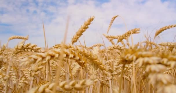 Nahaufnahme Wunderschönes Natürlich Gefärbtes Weizenfeld Einem Tag Dem Der Wind — Stockvideo