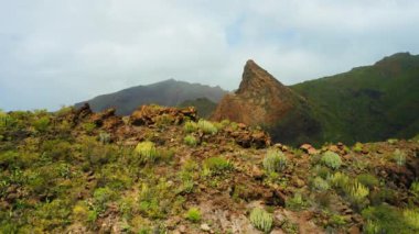 Dağ manzarası. Dik uçurum, yeşil kaktüs güneşli bir günde kayalıklarda yetişir. Doğada yaz serüvenleri. Tenerife Kanarya Adası 'nı keşfetmek. Statik hava manzarası. Kimse..