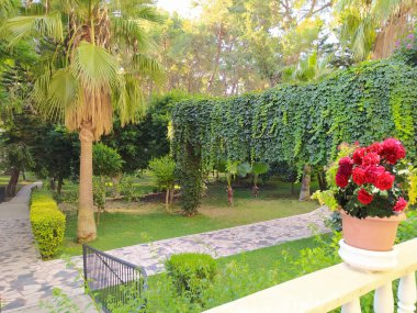 Egzotik palmiye ağacı gövdesi Türkiye 'de soyut bir otelde duruyor