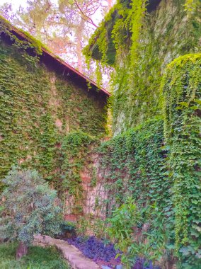 Egzotik palmiye ağacı gövdesi Türkiye 'de soyut bir otelde duruyor