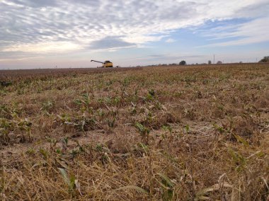 Kyiv, Ukrayna - 16 Haziran 2020: Sarı Holland Kombine hasat makinesi veya New Holland CX 6.90 birleşimi 16 Haziran 2020 tarihinde Ukrayna 'nın başkenti Kyiv' de