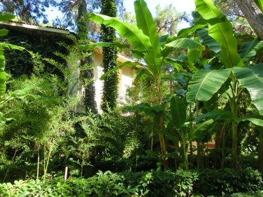 Egzotik palmiye ağacı gövdesi Türkiye 'de soyut bir otelde duruyor