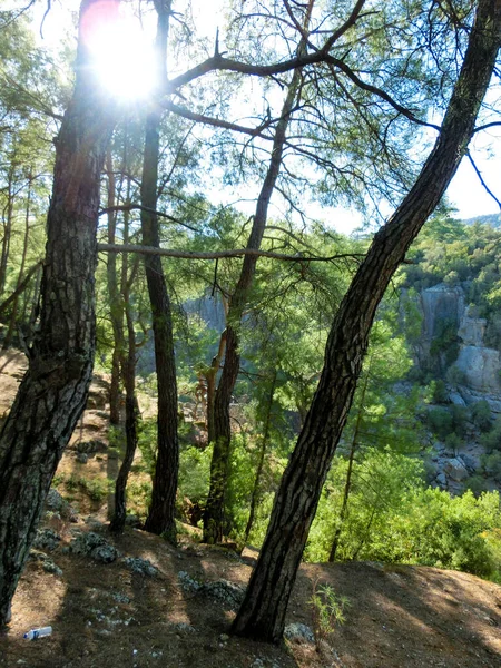 Πράσινα Δέντρα Στο Φαράγγι Kuzdere Στην Kemer Antalya Τουρκίας — Φωτογραφία Αρχείου