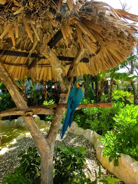 Papagaio Colorido Close Rancho República Dominicana — Fotografia de Stock
