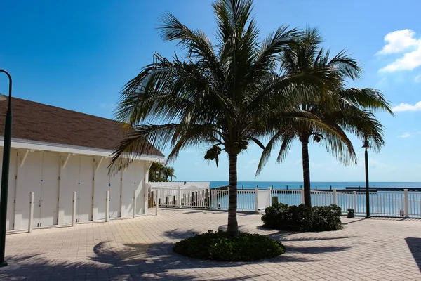 Pláž Ostrově Ocean Cay Bahamy Palmami Tropickým Pozadím — Stock fotografie