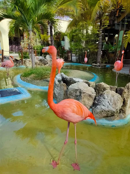 Pássaros Flamingo Rosa Costa Maya México Terminal Cruzeiros Resort — Fotografia de Stock