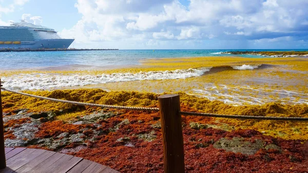 海藻污染了墨西哥的海滩 一堆海藻冲到了岸上 — 图库照片
