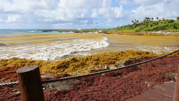 Las Algas Contaminan Playa México Manojo Algas Marinas Arrastradas Tierra —  Fotos de Stock