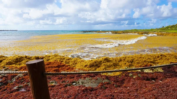 海藻污染了墨西哥的海滩 一堆海藻冲到了岸上 — 图库照片
