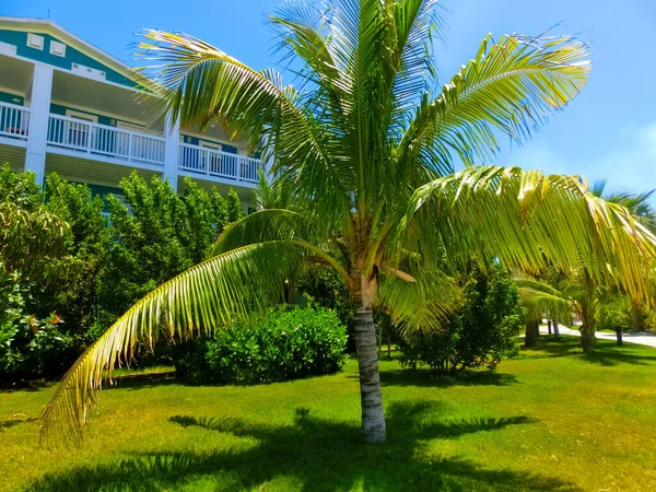 Strand Ocean Cay Bahamas Island Med Färgglada Hus Och Tropisk — Stockfoto