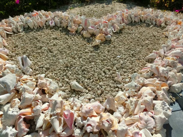 Υποβρύχια Κοχύλια Στην Άμμο Στην Ακτή Του Ινδικού Ωκεανού Μπαχάμες — Φωτογραφία Αρχείου