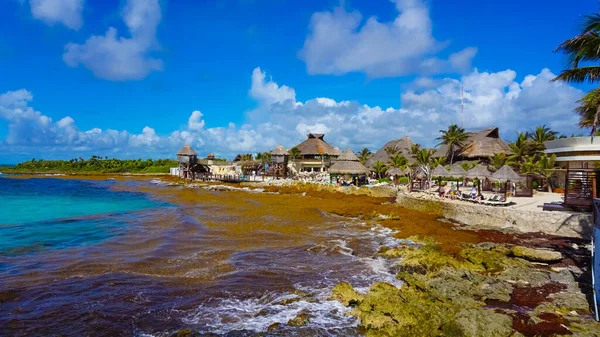 Las Algas Contaminan Playa México Manojo Algas Marinas Arrastradas Tierra —  Fotos de Stock