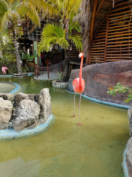 Costa Maya, Meksika 'da pembe flamingo kuşları - yolcu gemisi terminali ve tatil köyü