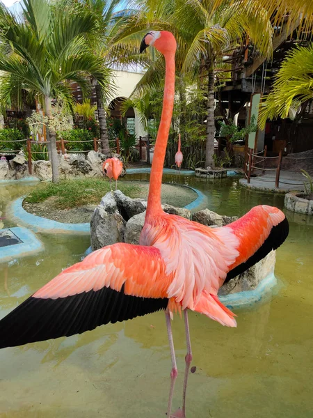 Rosafarbene Flamingos Costa Maya Mexiko Kreuzfahrtterminal Und Resort — Stockfoto