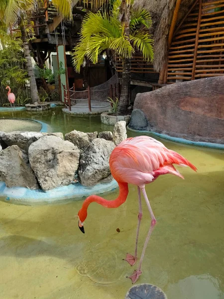 Pink Flamingo Birds Costa Maya México Terminal Cruceros Resort — Foto de Stock