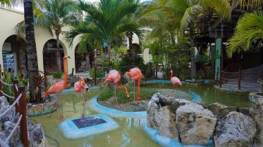 Costa Maya, Meksika 'da pembe flamingo kuşları - yolcu gemisi terminali ve tatil köyü