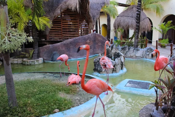 Růžoví Plameňáci Costa Maya Mexiko Výletní Loď Terminál Resort — Stock fotografie