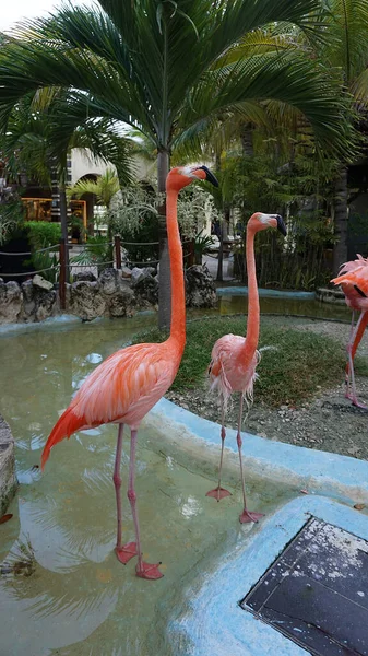 Pink Flamingo Birds Costa Maya México Terminal Cruceros Resort — Foto de Stock