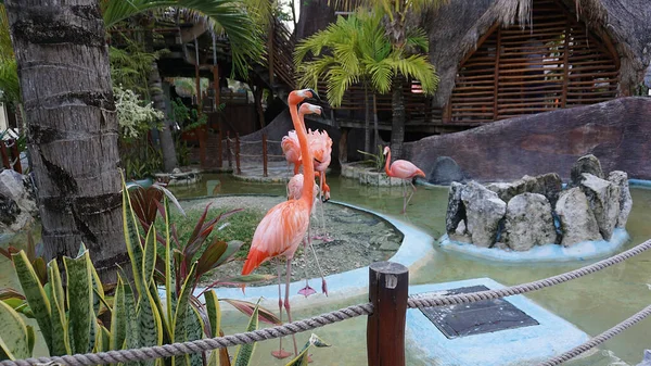Pink Flamingo Birds Costa Maya México Terminal Cruceros Resort — Foto de Stock