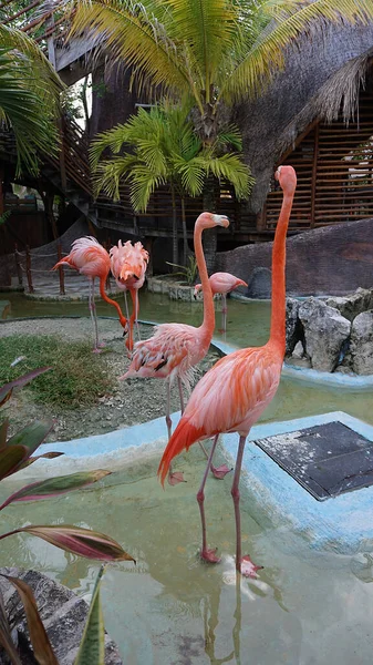 Pink Flamingo Birds Costa Maya Mexico Cruise Ship Terminal Resort — Stock Photo, Image