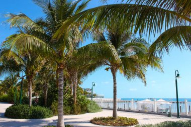 Okyanus kıyısındaki sahil. Bahamalar adası. Palmiye ağaçları ve tropik bir geçmişi var.