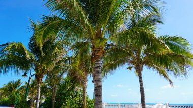 Okyanus kıyısındaki sahil. Bahamalar adası. Palmiye ağaçları ve tropik bir geçmişi var.