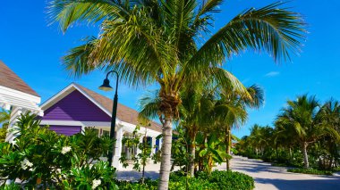 Okyanus kıyısındaki sahil. Bahamalar adası. Palmiye ağaçları ve tropik bir geçmişi var.