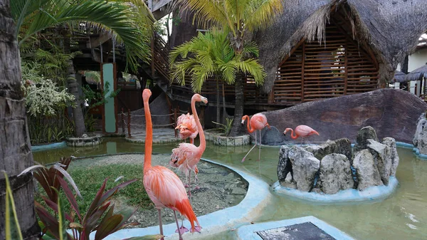 Costa Maya, Meksika 'da pembe flamingo kuşları - yolcu gemisi terminali ve tatil köyü