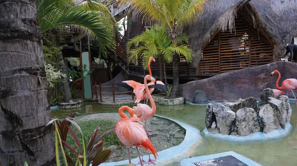 Costa Maya, Meksika 'da pembe flamingo kuşları - yolcu gemisi terminali ve tatil köyü