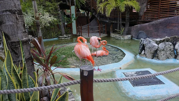 Pink Flamingo Birds Costa Maya México Terminal Cruceros Resort — Foto de Stock