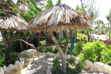 Dominik Cumhuriyeti 'nde bir çiftlikte renkli bir papağan.