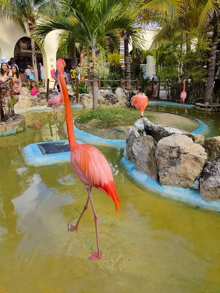Růžoví Plameňáci Costa Maya Mexiko Výletní Loď Terminál Resort — Stock fotografie