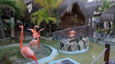 Costa Maya, Meksiko 24 Nisan 2022 Costa Maya, Meksika 'da pembe flamingo kuşları.