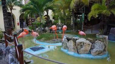 Costa Maya, Meksiko 24 Nisan 2022 Costa Maya, Meksika 'da pembe flamingo kuşları.