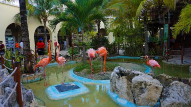 Costa Maya, Meksiko 24 Nisan 2022 Costa Maya, Meksika 'da pembe flamingo kuşları.