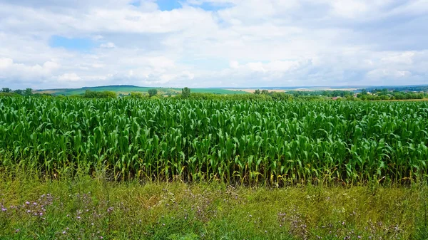 The green corn field at summer, corn on the cob