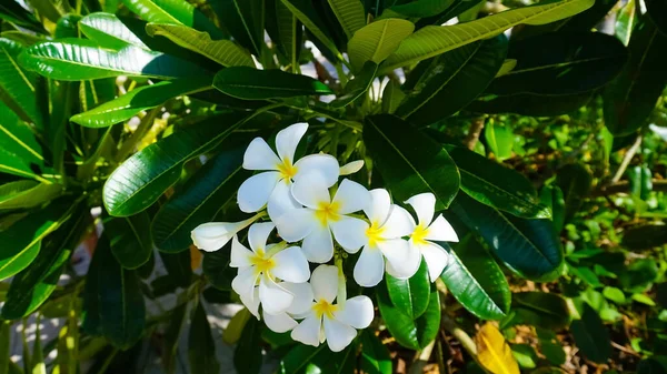 Blooming Phumelia Champa Flower Bahamas Island — Fotografia de Stock