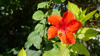 A big red hibiscus flower on green background at Bahamas