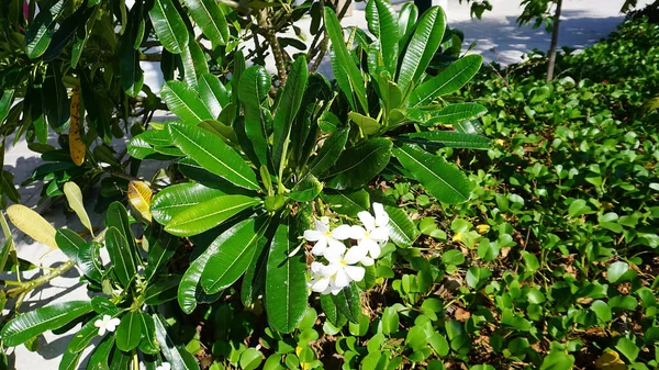 Цветущая Фумелия Цветок Чампы Острове Багамы — стоковое фото