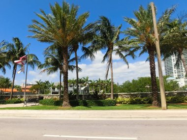 Street view of Miami, Usa with road and palm tree