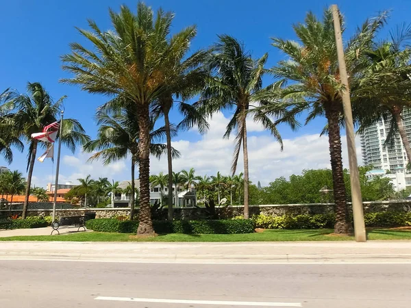 Street View Miami Usa Road Palm Tree — ストック写真