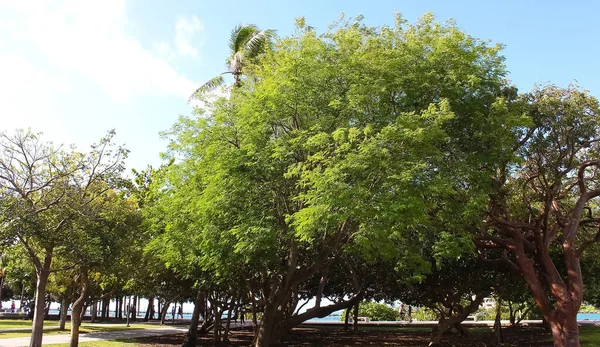 Вид Зеленый Парк Майами Сша — стоковое фото