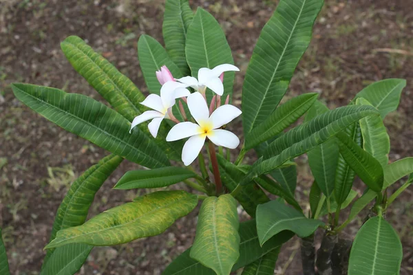 Blooming Phumelia Champa Flower Bahamas Island — 스톡 사진