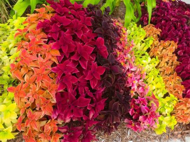 Yaklaş Coleus yapraklarına boyalı ısırgan otu, alev ısırganı