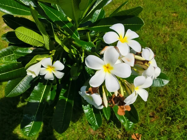 Blooming Phumelia Champa Flower Bahamas Island — Fotografia de Stock