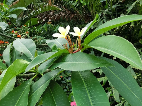 Blooming Phumelia Champa Flower Bahamas Island — Fotografia de Stock