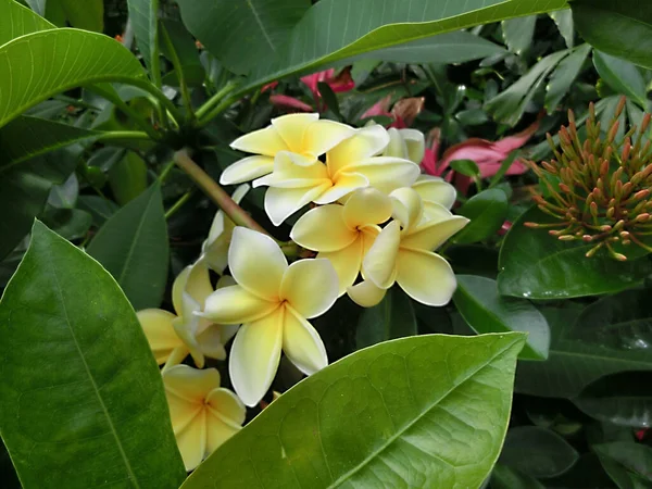 Blooming Phumelia Champa Flower Bahamas Island — Fotografia de Stock