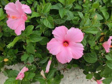 A big red hibiscus flower on green background at Bahamas